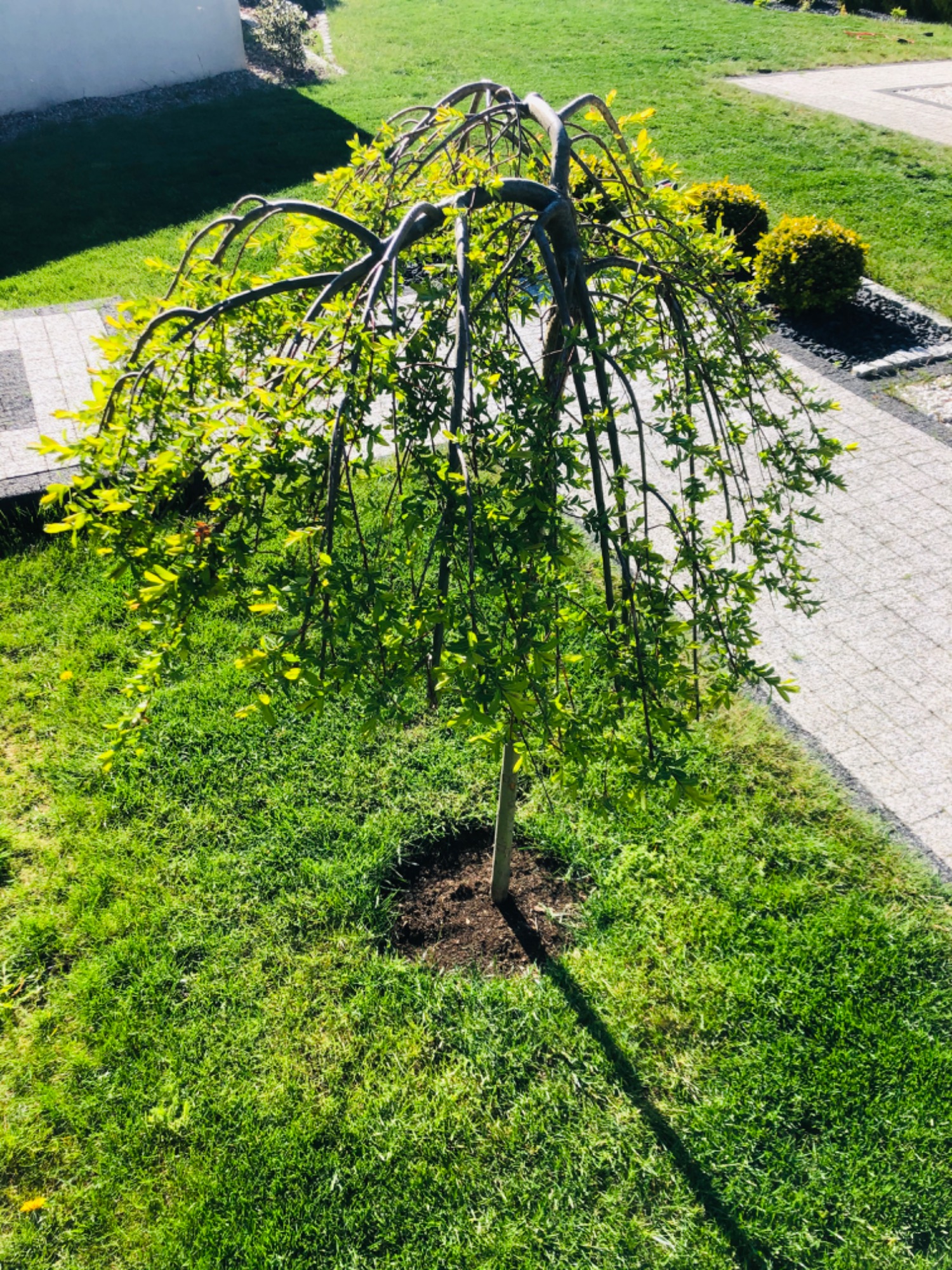 Młode, płaczące drzewko ozdobne z delikatnymi, jasnozielonymi listkami, posadzone na świeżo w trawniku z widoczną ciemną ziemią wokół pnia, na tle regularnie koszonej, soczystej trawy i kostki...