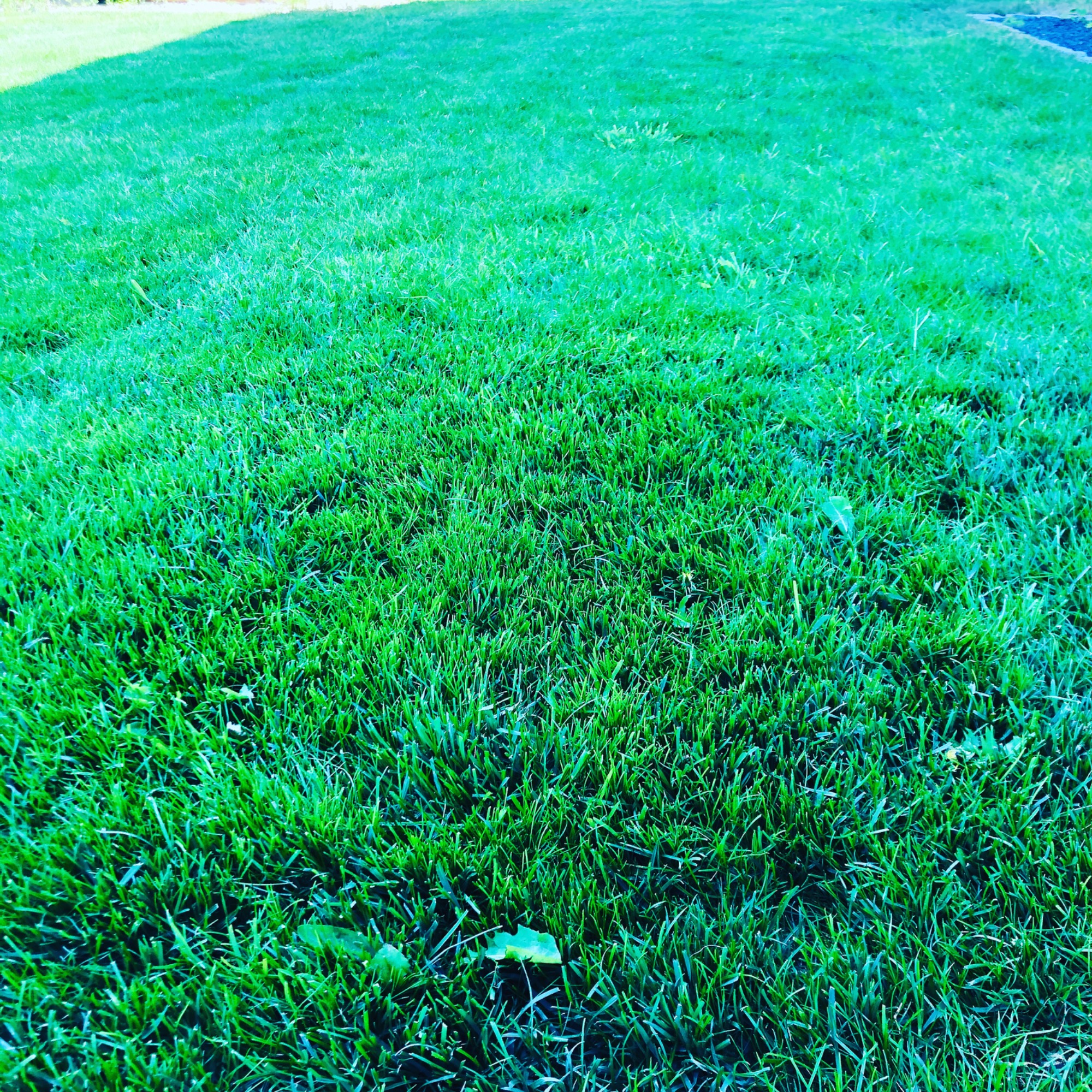 Gęsta, intensywnie zielona trawa z pojedynczymi, widocznymi źdźbłami i niewielkimi liśćmi na powierzchni.