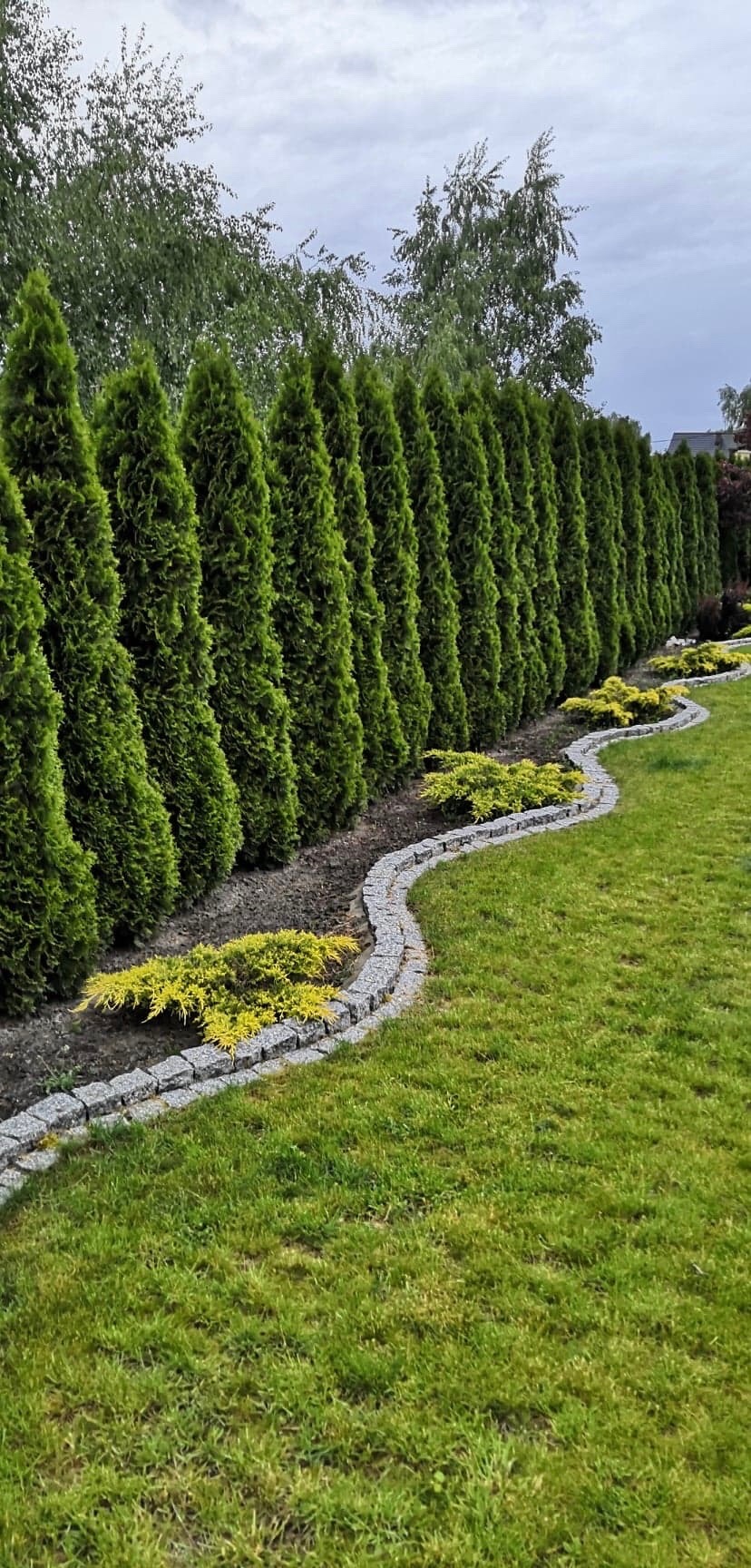 Równy szpaler wysokich, zielonych tuj tworzących żywopłot, oddzielony od trawnika falującą obwódką z szarej kostki granitowej i niskich, żółtych krzewów.