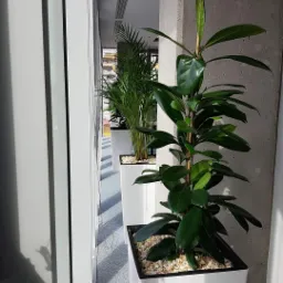 Wysokie, białe donice z roślinami (ficus i palma areka) ustawione wzdłuż korytarza biurowego, wypełnione białym żwirem.