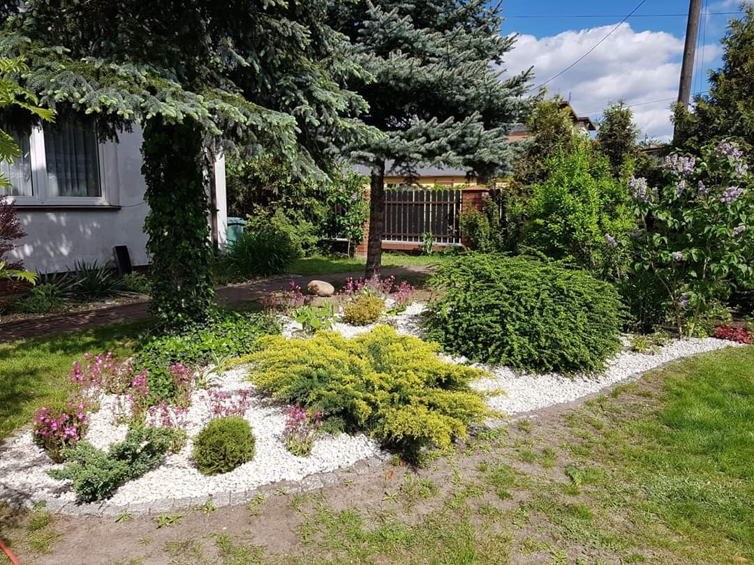 Ogród przydomowy z rabatą wysypaną białym kamieniem, różowe kwiaty, iglaki i krzewy liściaste, w tle drewniany płot i budynek.