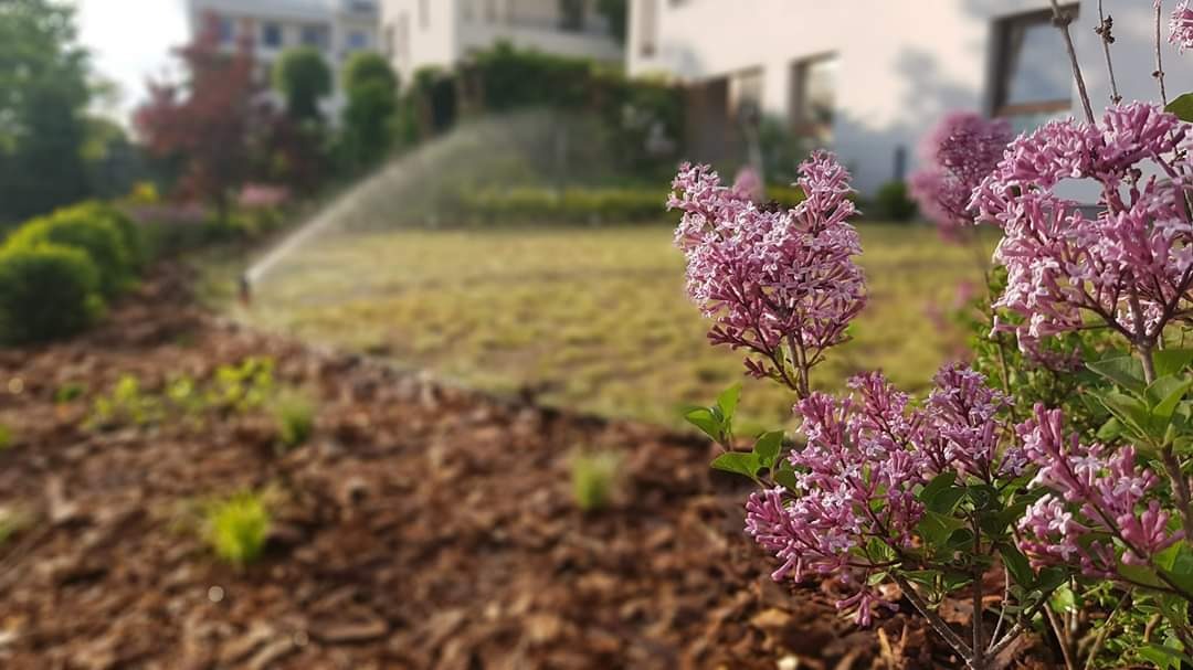 Kwitnący krzew bzu na tle świeżo wyściółkowanej rabaty z systemem nawadniania trawnika w tle.