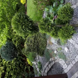 Widok z góry na starannie zaprojektowany ogród z kulistymi tujami na pniu, ścieżką z drobnego żwiru i kamiennymi obrzeżami, otoczony bujną zielenią drzew i krzewów.