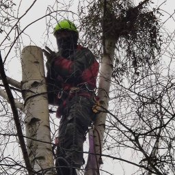 AlpinSpec Bud Grajewo - Arborysta w kasku i uprzęży, przycina gałęzie na wysokości, widok z dołu na tle pochmurnego nieba.