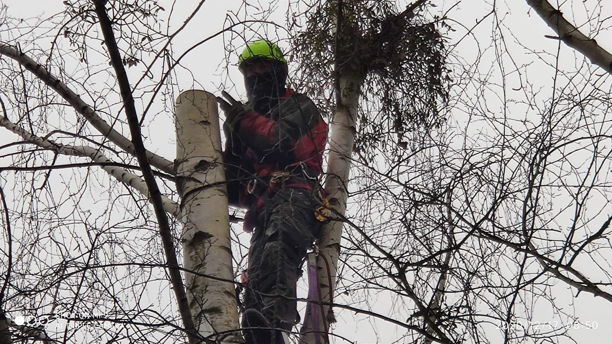 Arborysta w kasku i uprzęży, przycina gałęzie na wysokości, widok z dołu na tle pochmurnego nieba.