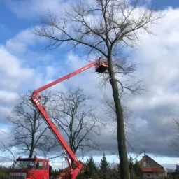 Wycinki oraz przycinki drzew.