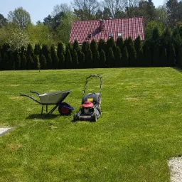 Trawnik po koszeniu z widoczną kosiarką i taczką, w tle rząd tuj i dom z czerwoną dachówką.