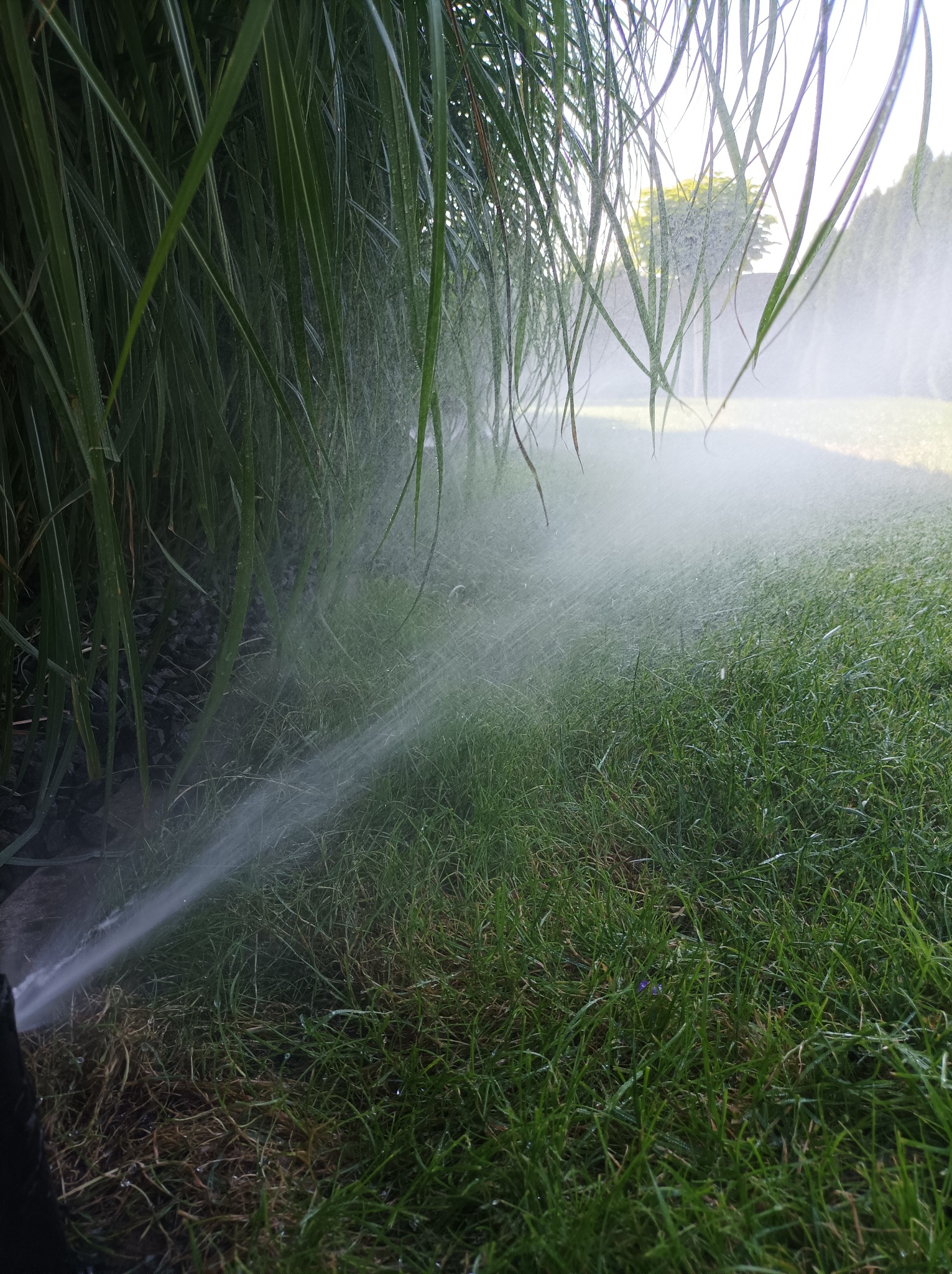 Zraszacz ogrodowy nawadnia trawnik w pobliżu ozdobnych traw, widoczne krople wody w powietrzu.
