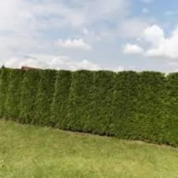 Gęsty, równo przycięty żywopłot z tui szmaragdowej na tle zielonego trawnika i błękitnego nieba z chmurami. W tle widoczny fragment domu z czerwonym dachem.