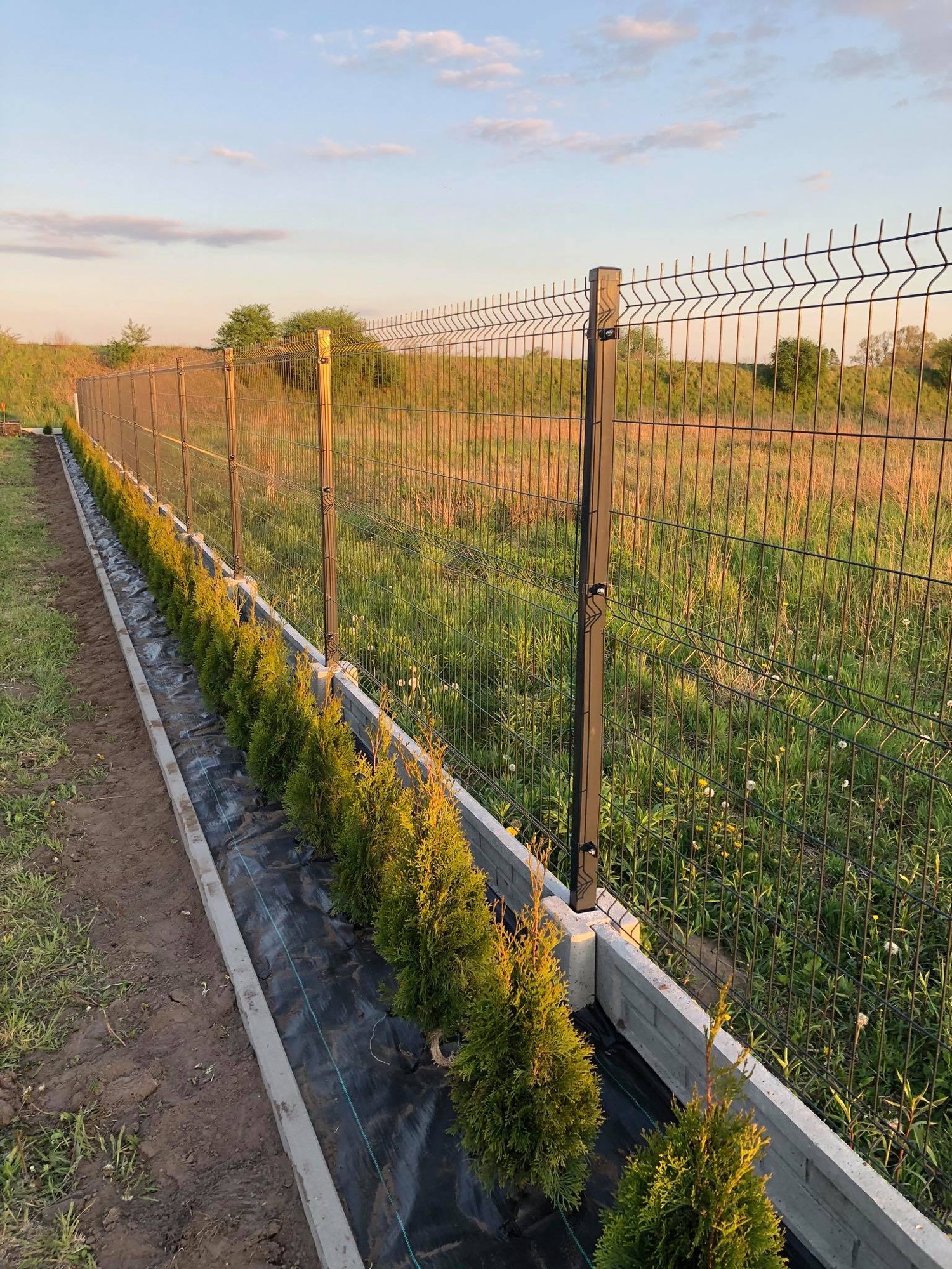 Rząd świeżo posadzonych, małych tuj wzdłuż metalowego ogrodzenia panelowego, zabezpieczonych agrowłókniną i obrzeżem betonowym, na tle łąki o zmierzchu.