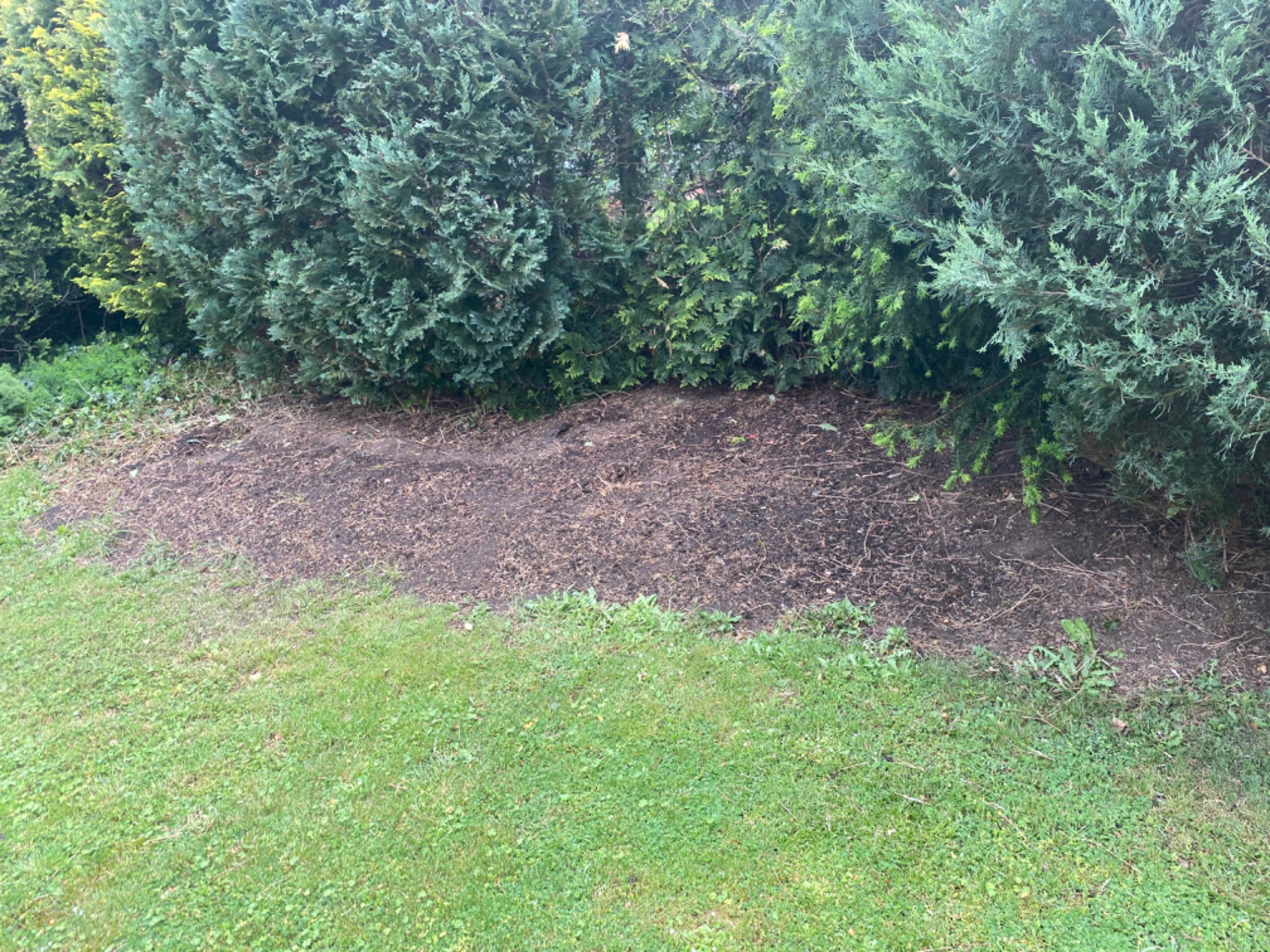Przygotowany pas ziemi pod nasadzenia obok zwartego szpaleru iglaków, widok z trawnika.