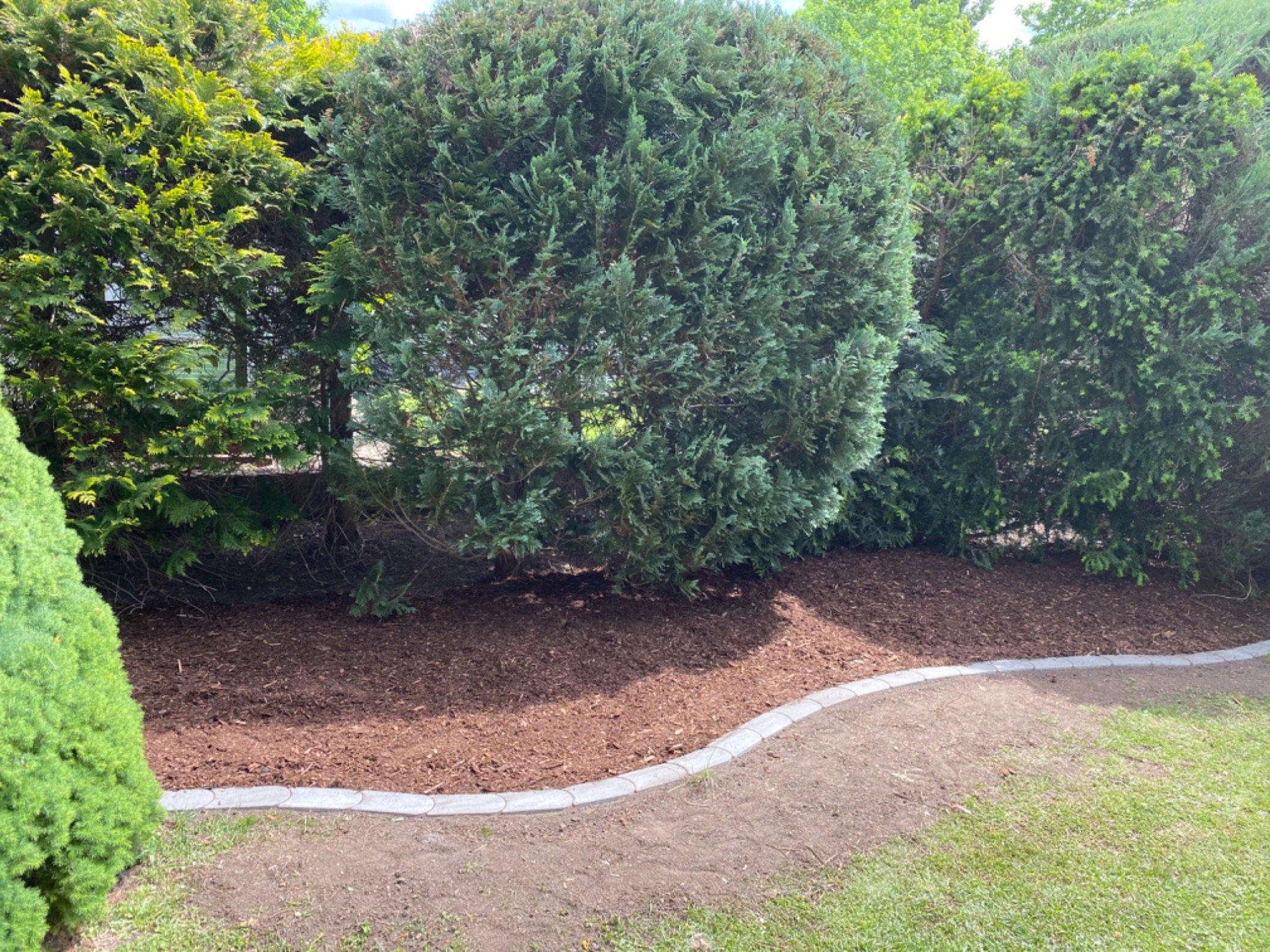 Uformowane tuje tworzące żywopłot, podsypane korą i obramowane szarym obrzeżem z kostki, na trawniku.