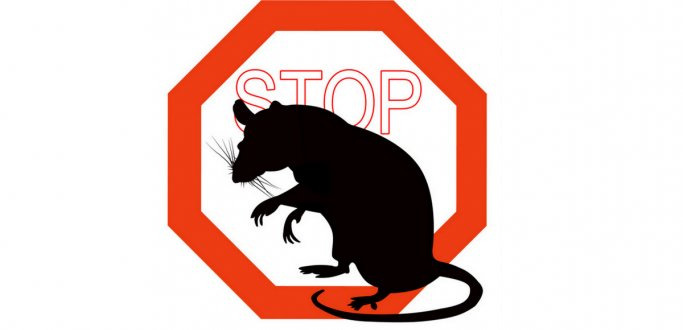 Grafika przedstawiająca sylwetkę szczura na tle czerwonego znaku STOP.