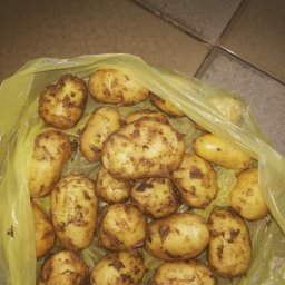 Młode ziemniaki ekologiczne bez żadnych nawozów kopane świeżo pod zamówienie odmiana Lord i Anuszka 
