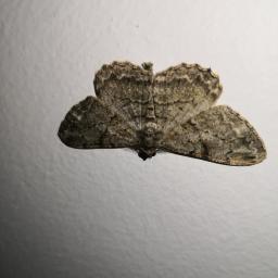 Kasjan Janusz Kowalski PHU