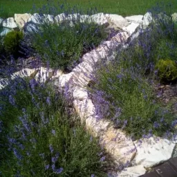 Rabata z lawendą otoczona jasnymi kamieniami, na tle trawnika i szpaleru drzew iglastych.