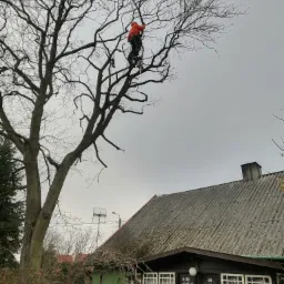 Wycinka drzewa grab z nad dachu i w koło płoty.
