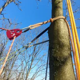 System linowy z czerwonym bloczkiem i karabińczykami zamocowany na pniu drzewa na tle błękitnego nieba w słoneczny dzień.