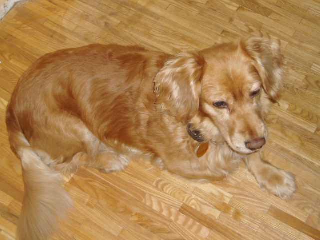 Golden retriever leży na drewnianej podłodze z wyraźnym wzorem słojów, spoglądając w górę z melancholijnym wyrazem pyska.