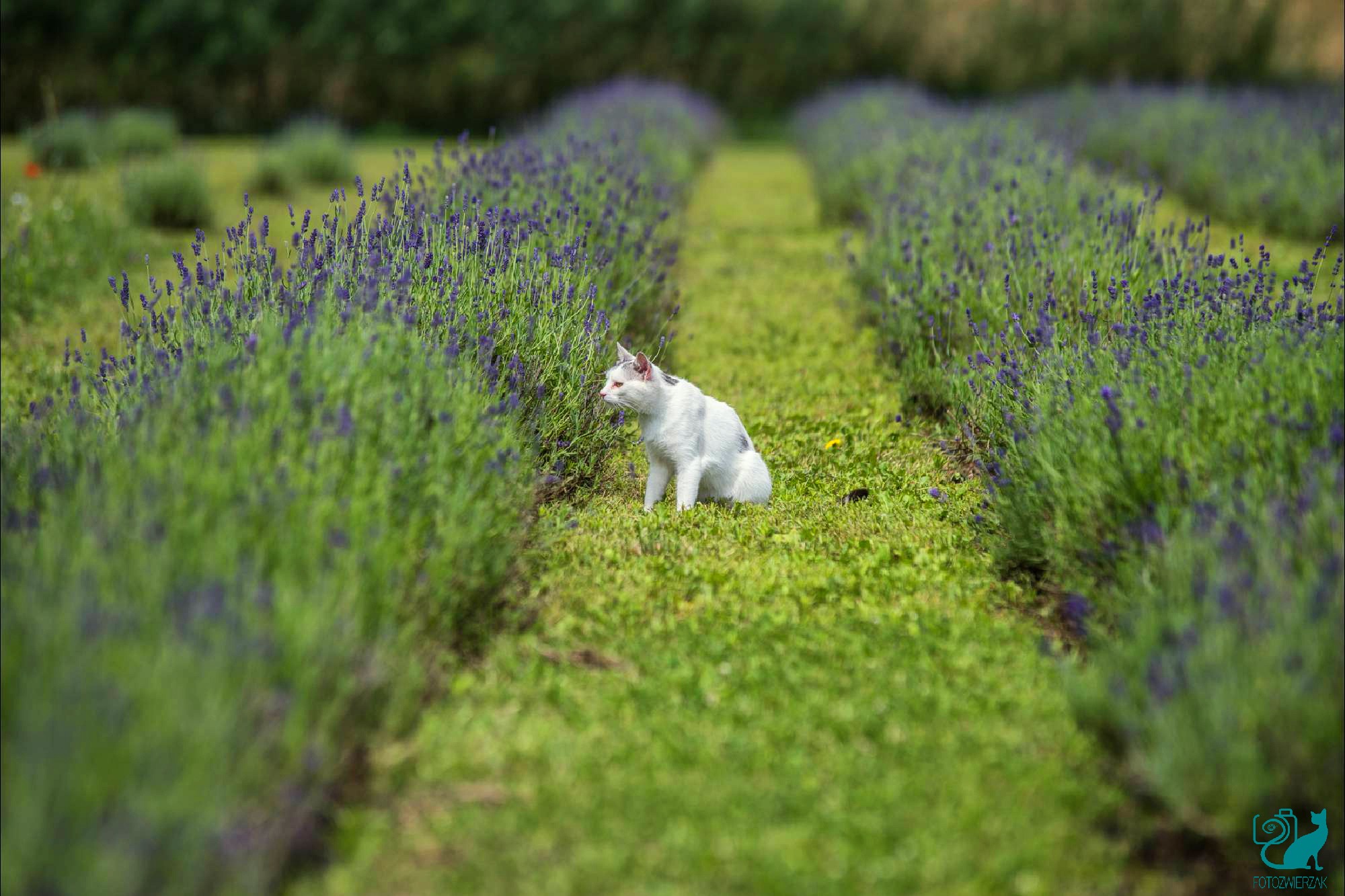 Fotografia zwierząt