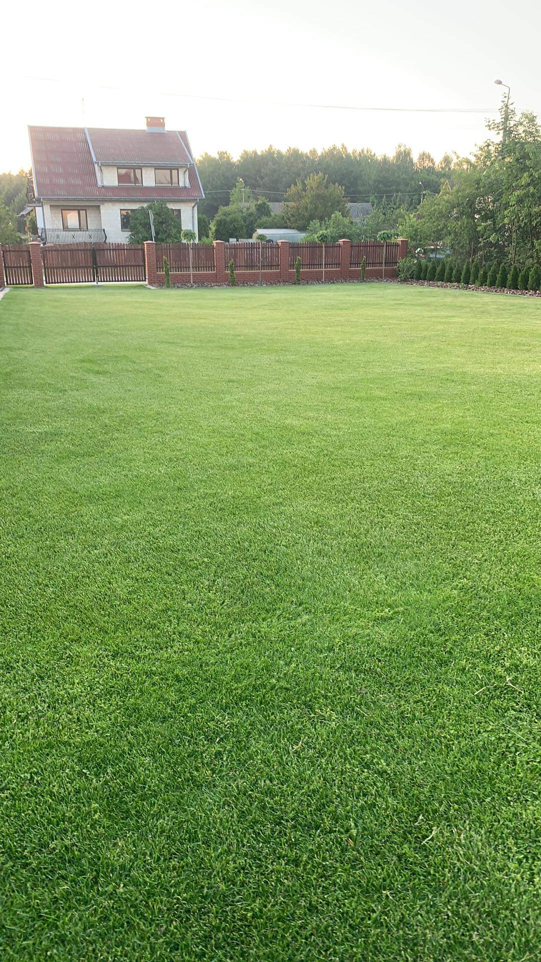 Rozległy, idealnie utrzymany trawnik przed domem z ceglanym ogrodzeniem i równo przyciętymi krzewami w tle, oświetlony popołudniowym słońcem.