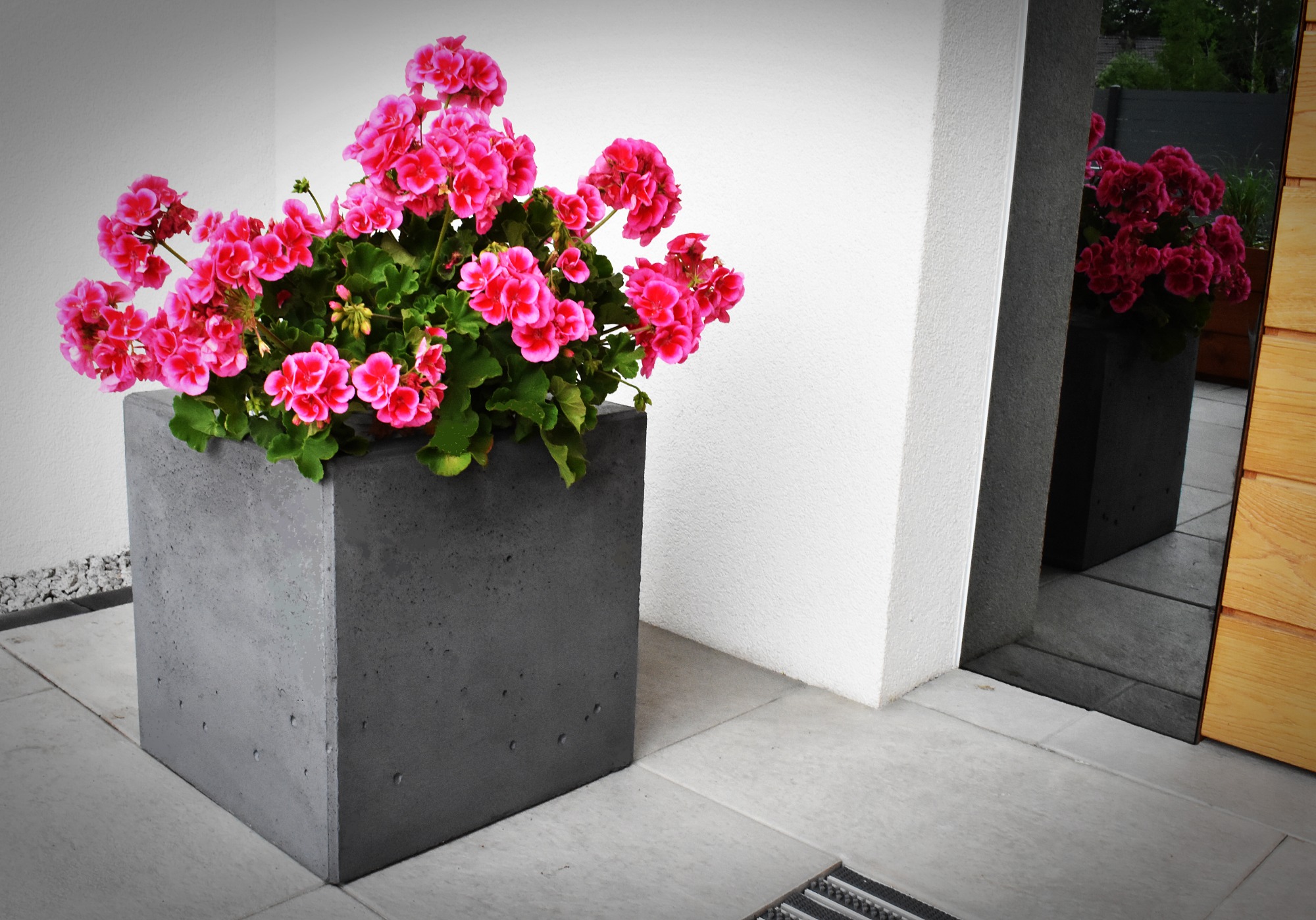 Kwadratowa, betonowa donica z kwitnącymi na różowo pelargoniami na tle białej ściany i odbicia w lustrze.