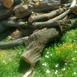 Stos pociętych kłód drzewnych na trawie z żółtymi i białymi kwiatami, widoczny kawałek kory.