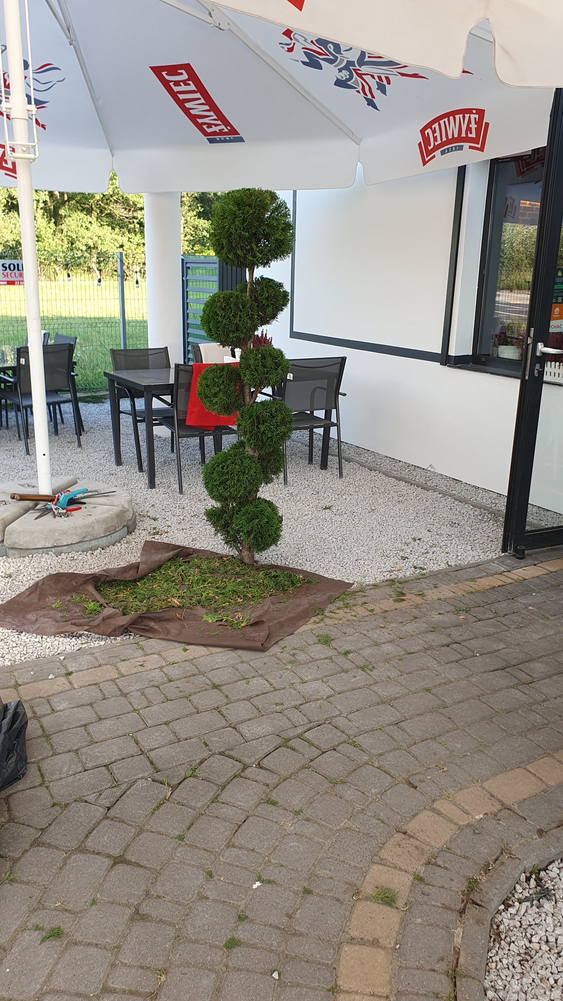 Formowana tuja po przycięciu, na rozłożonej plandece leżą świeżo obcięte gałązki, w tle stolik z krzesłami na żwirowym podłożu, przy budynku z białymi ścianami.