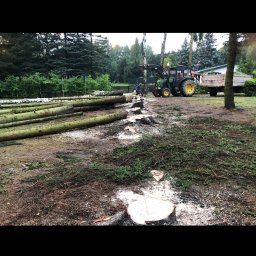 Alpina - Traktor z podnośnikiem i przyczepą na terenie z powalonymi i pociętymi pniami drzew, w tle las