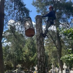 Alpina - Arborysta w uprzęży, w trakcie wycinki brzozy na cmentarzu, odcięty kawałek pnia wisi na linie.