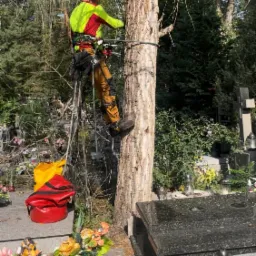 Arborysta w kasku i uprzęży, w trakcie wspinaczki na drzewo na cmentarzu, widoczne nagrobki i kwiaty.