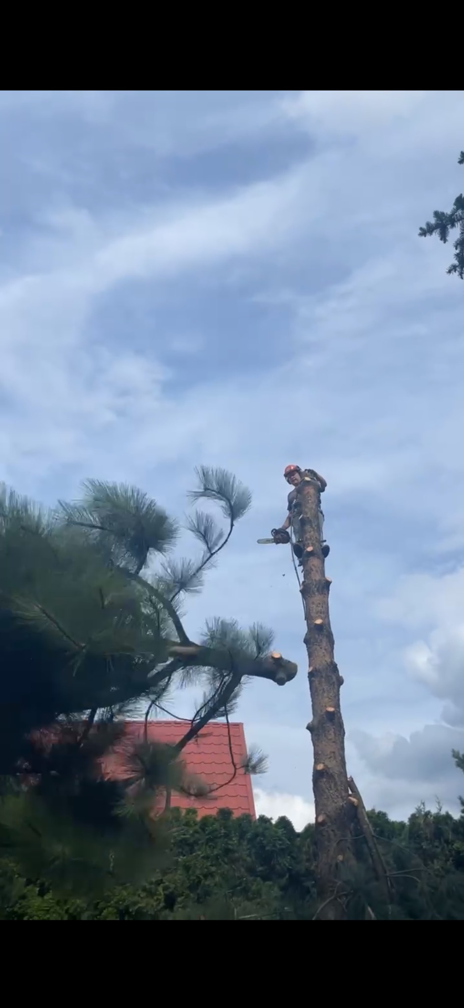 Drwal w kasku i uprzęży, na pniu drzewa, używa piły łańcuchowej do usuwania gałęzi, w tle częściowo widoczny czerwony dach budynku i niebo z chmurami.