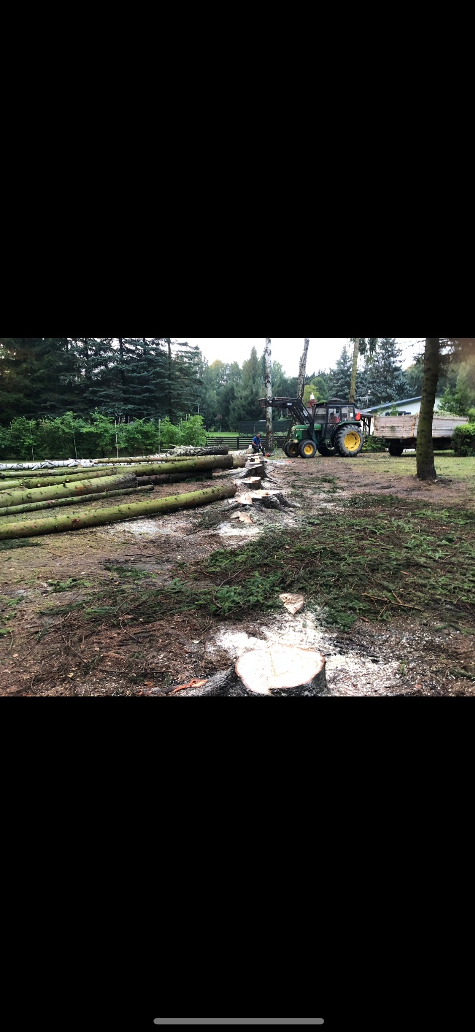 Traktor z podnośnikiem i przyczepą na terenie z powalonymi i pociętymi pniami drzew, w tle las