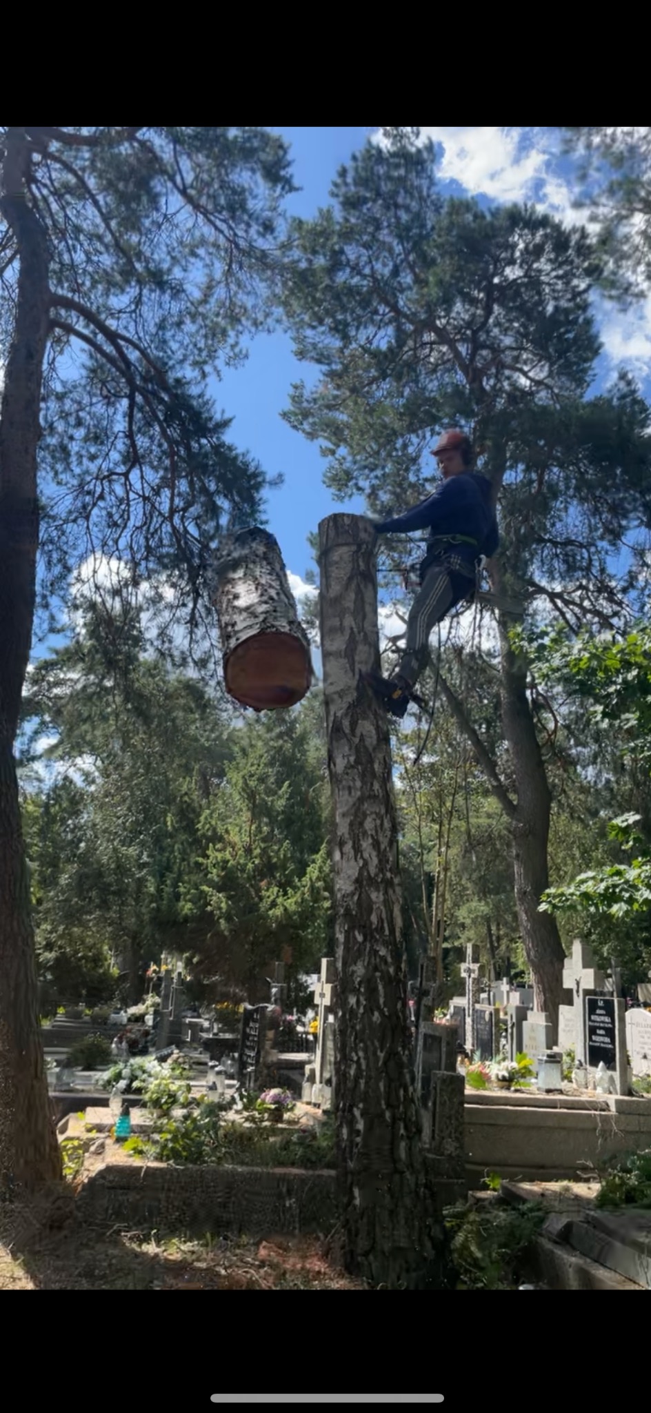 Arborysta w uprzęży, w trakcie wycinki brzozy na cmentarzu, odcięty kawałek pnia wisi na linie.