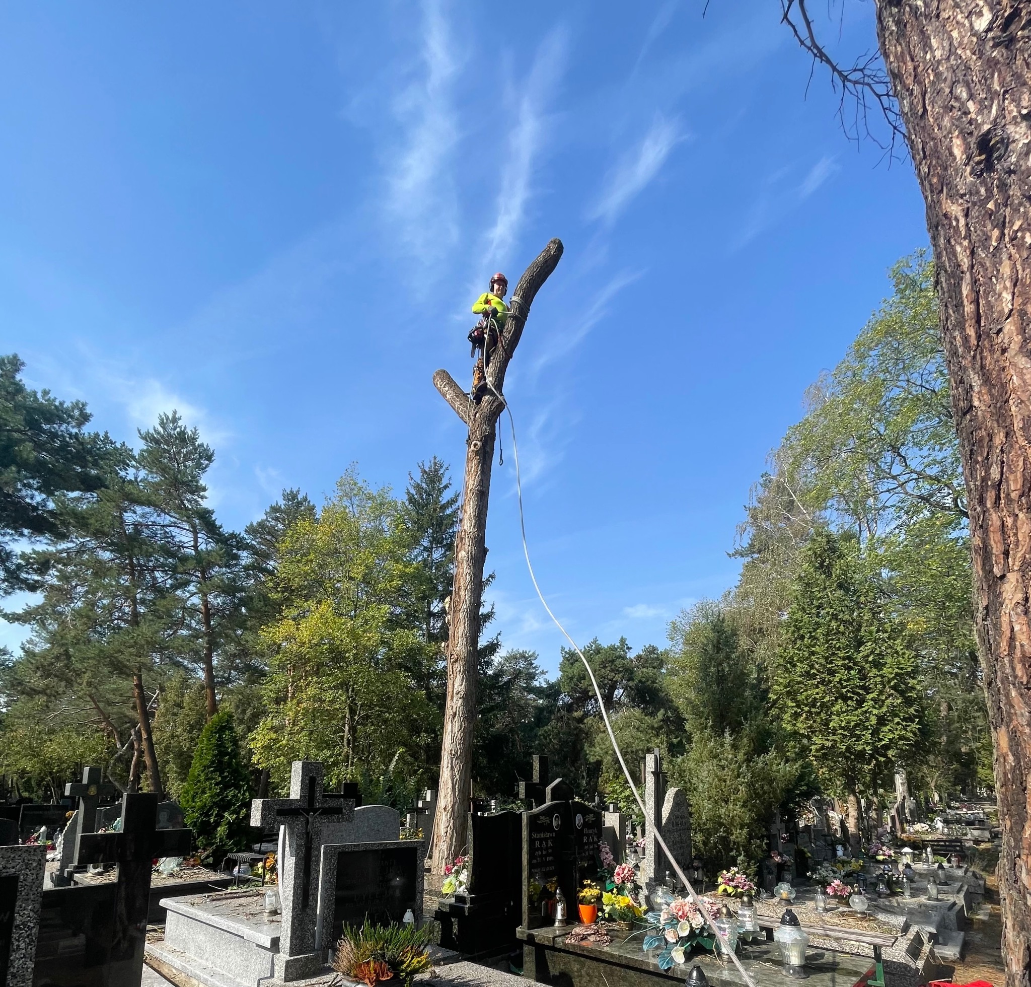 Arborysta w kasku i odzieży ochronnej, zabezpieczony linami, usuwa górną część pnia drzewa na cmentarzu, widoczne nagrobki i drzewa w tle, błękitne niebo.