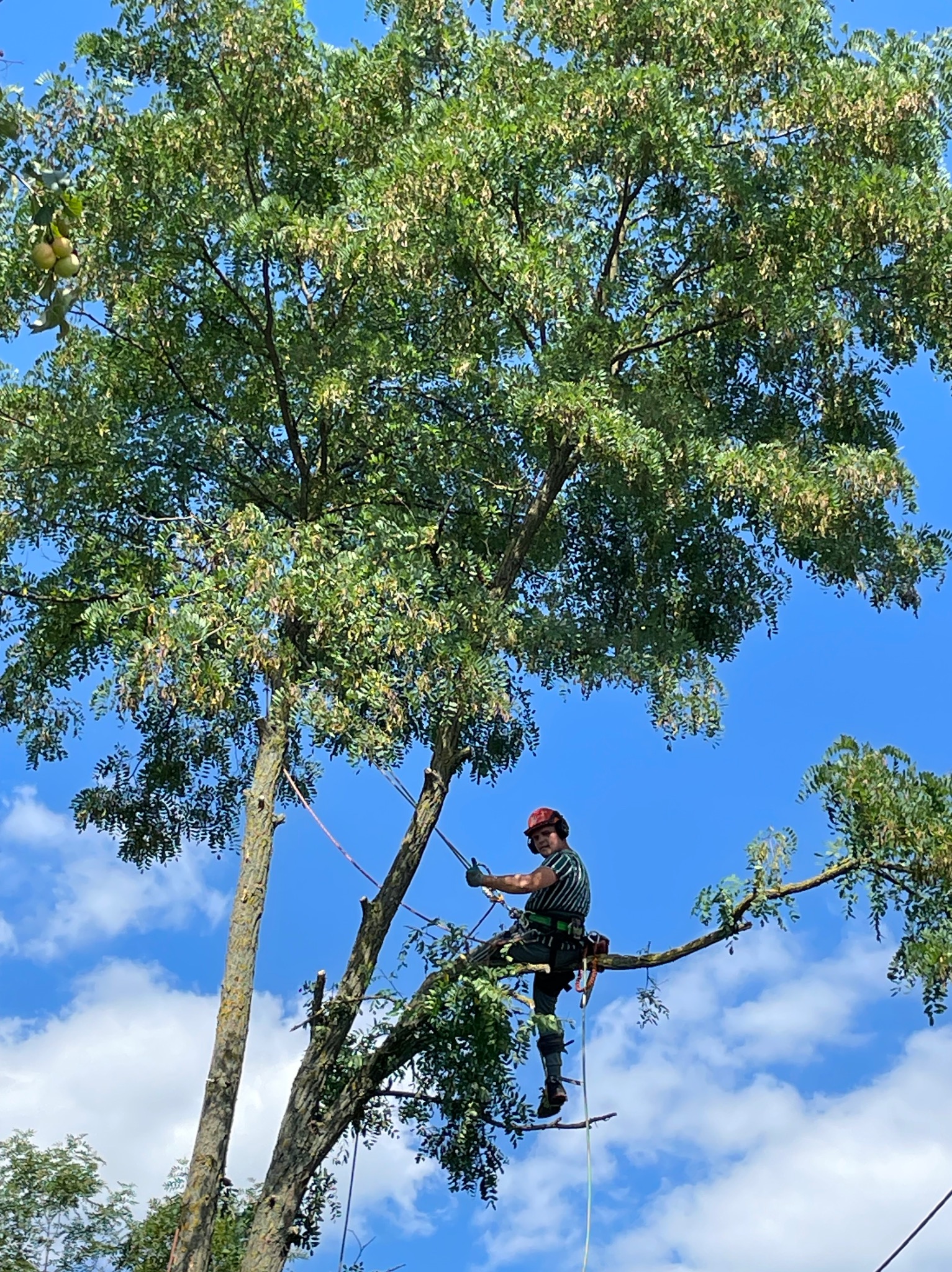 Arborysta w kasku i uprzęży, zabezpieczony linami, siedzi na grubej gałęzi drzewa z owocami i przycina wyższe partie korony na tle błękitnego nieba.