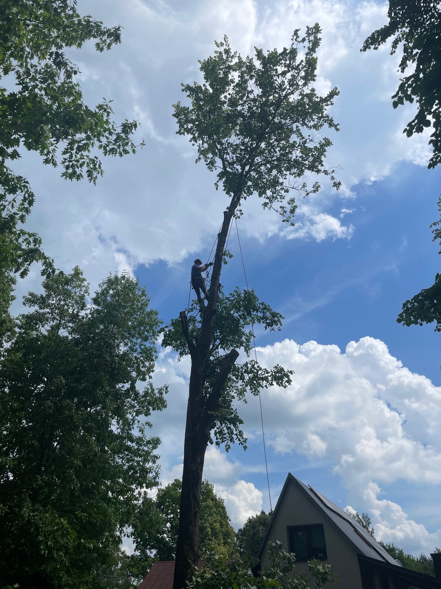 Arborysta w trakcie wycinki drzewa na wysokości, zabezpieczony linami, z widocznymi obciętymi gałęziami i domem z panelami słonecznymi w tle pod błękitnym niebem z chmurami.