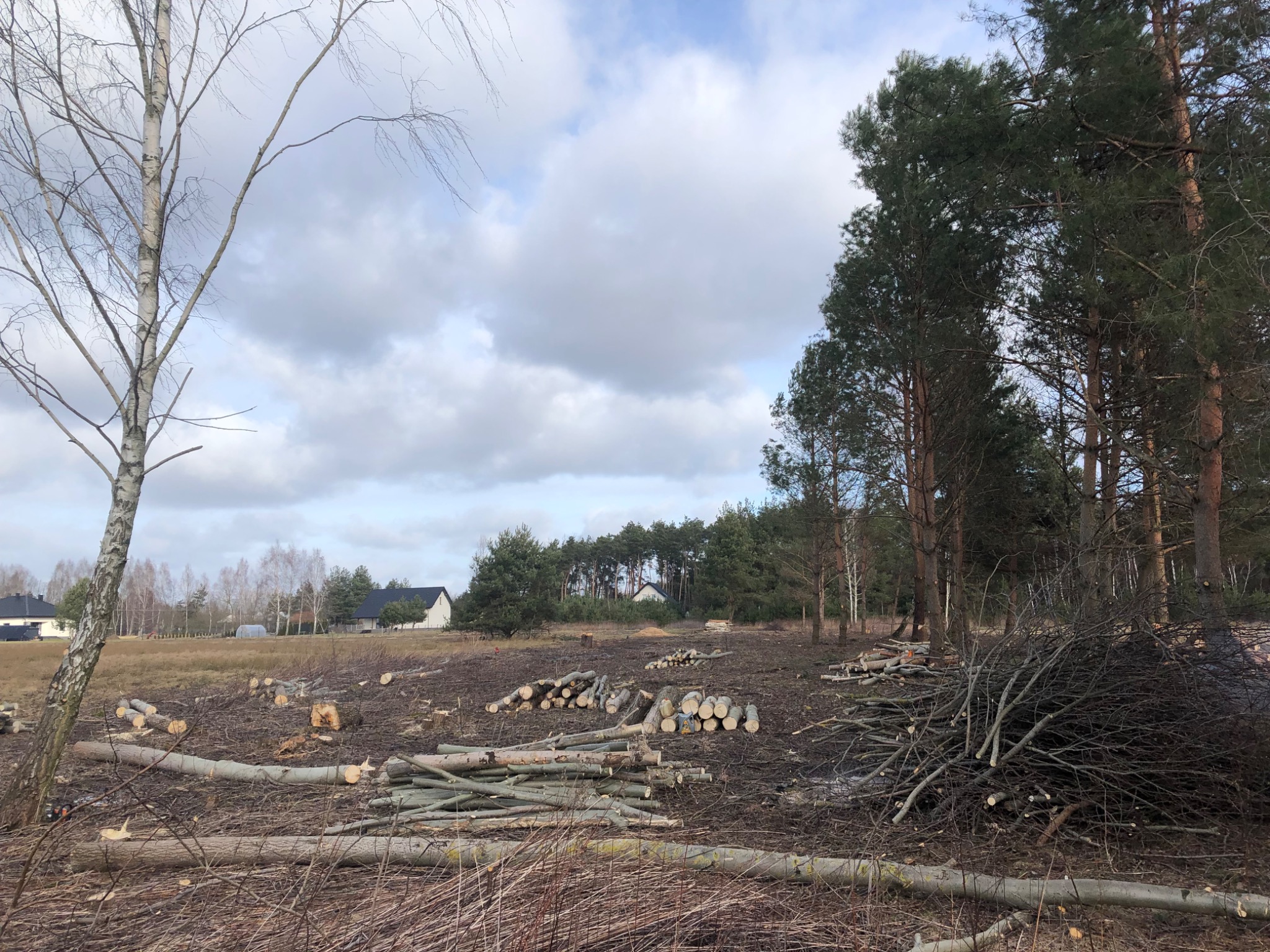 Teren po wycince drzew: pnie i gałęzie ułożone na ziemi, w tle domy i las pod pochmurnym niebem.