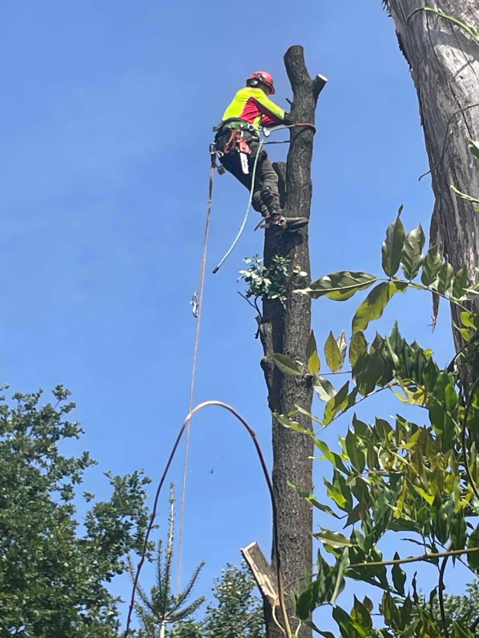 Arborysta w kasku i odzieży ochronnej, wspinający się na ogołocone z gałęzi drzewo z użyciem lin i uprzęży, na tle błękitnego nieba.