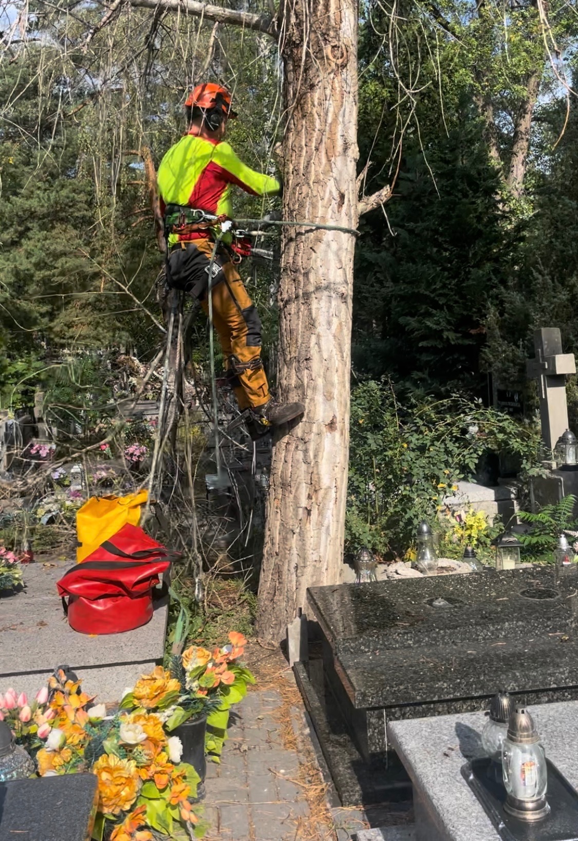 Arborysta w kasku i uprzęży, w trakcie wspinaczki na drzewo na cmentarzu, widoczne nagrobki i kwiaty.