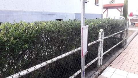 Gęsty żywopłot z zielonych liści za siatką ogrodzeniową, widoczny z poziomu chodnika, z słupkiem przystankowym po lewej stronie.