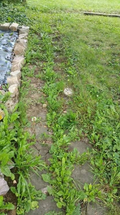 Zarośnięta chwastami ścieżka z płyt betonowych w ogrodzie, z obrzeżem z kamieni, widok z góry, przed pielęgnacją.