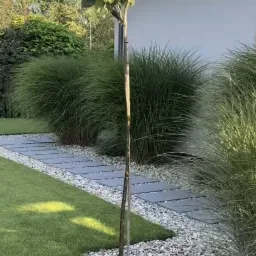 Nowoczesny ogród: trawnik, ścieżka z płyt, biały żwir, ozdobne trawy i młode drzewo pod ścianą domu w słoneczny dzień. Minimalistyczny styl ogrodu.