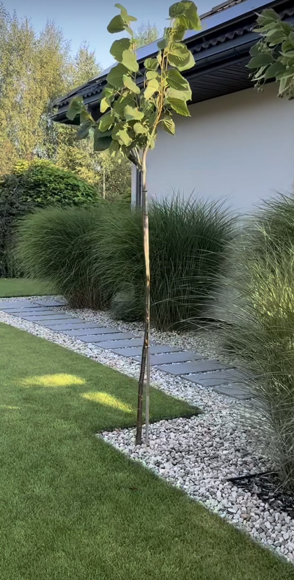Nowoczesny ogród: trawnik, ścieżka z płyt, biały żwir, ozdobne trawy i młode drzewo pod ścianą domu w słoneczny dzień. Minimalistyczny styl ogrodu.