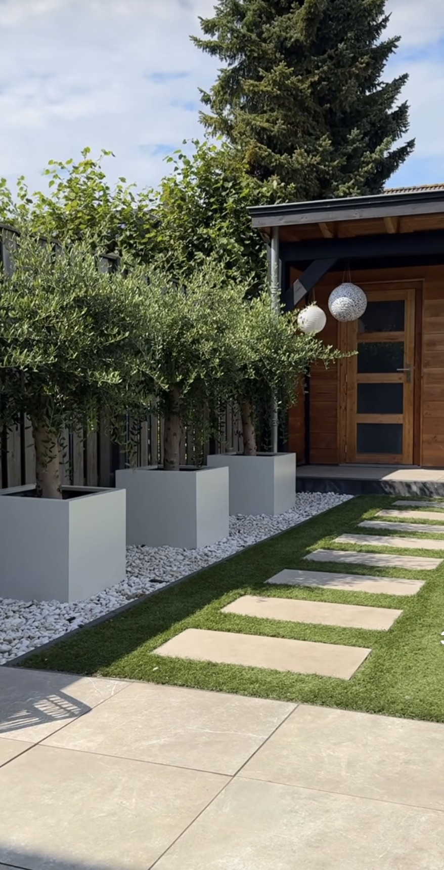 Nowoczesny ogród z drzewkami oliwnymi w szarych donicach, białym żwirem i ścieżką z płyt na trawie. W tle drewniany domek ogrodowy.