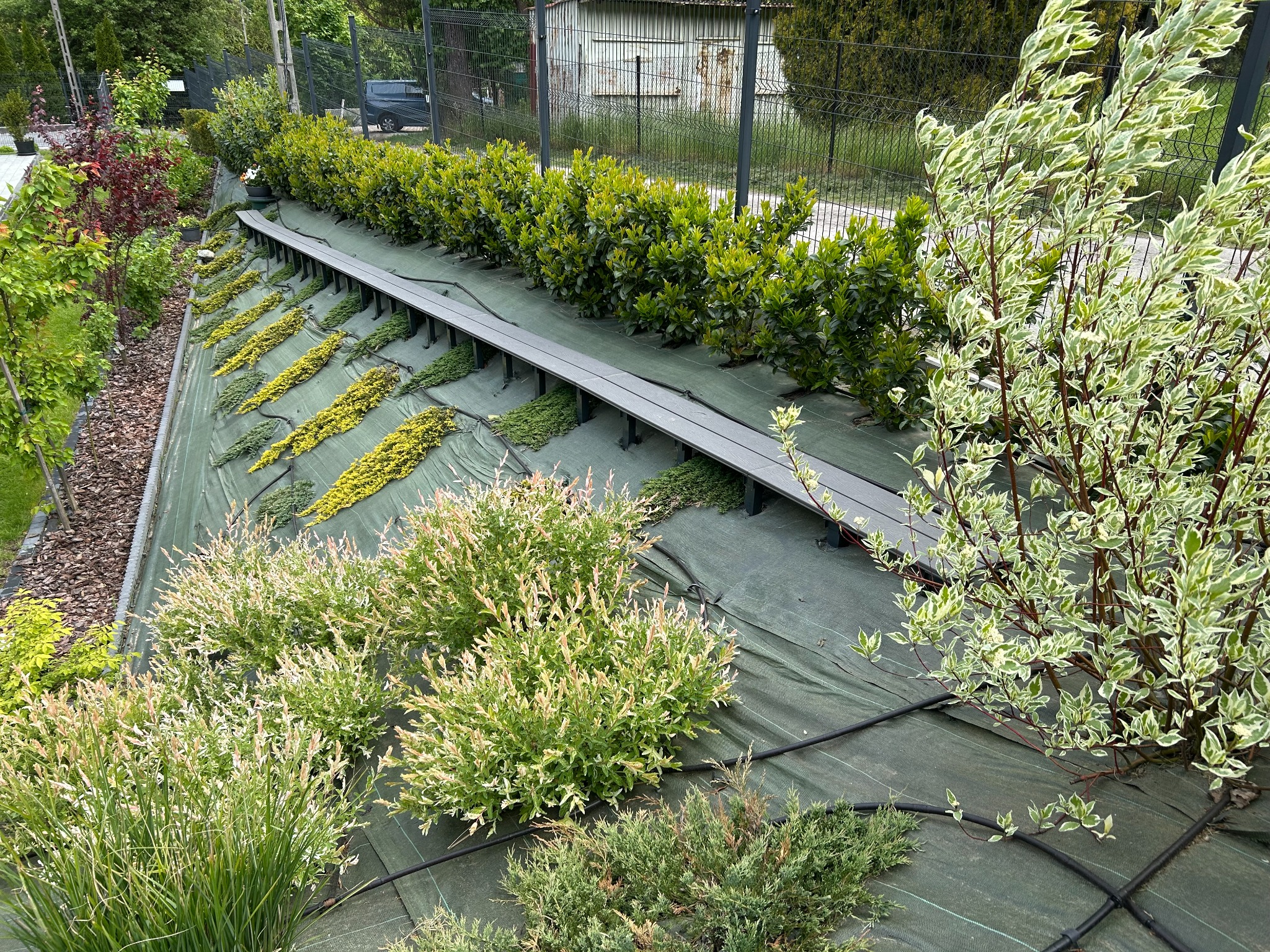 Etap zakładania ogrodu: rozłożona agrowłóknina z nasadzeniami krzewów ozdobnych i iglaków, przygotowana do dalszych prac. Widoczne elementy systemu nawadniania.