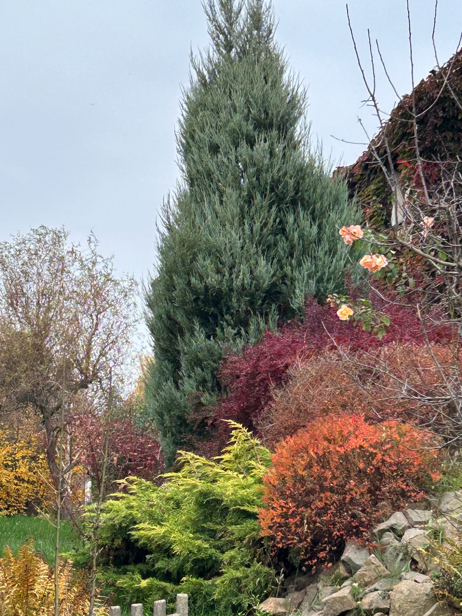 Jesienny ogród z różnorodną roślinnością: wysokie cyprysy, krzewy o czerwonych i pomarańczowych liściach, kwitnące róże i kamienny murek u podnóża skarpy.
