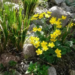 Kępa kwitnących na żółto kaczeńców pośród kamieni i traw ozdobnych w ogrodzie, w tle fragment trawnika i ścieżki z kamienia.