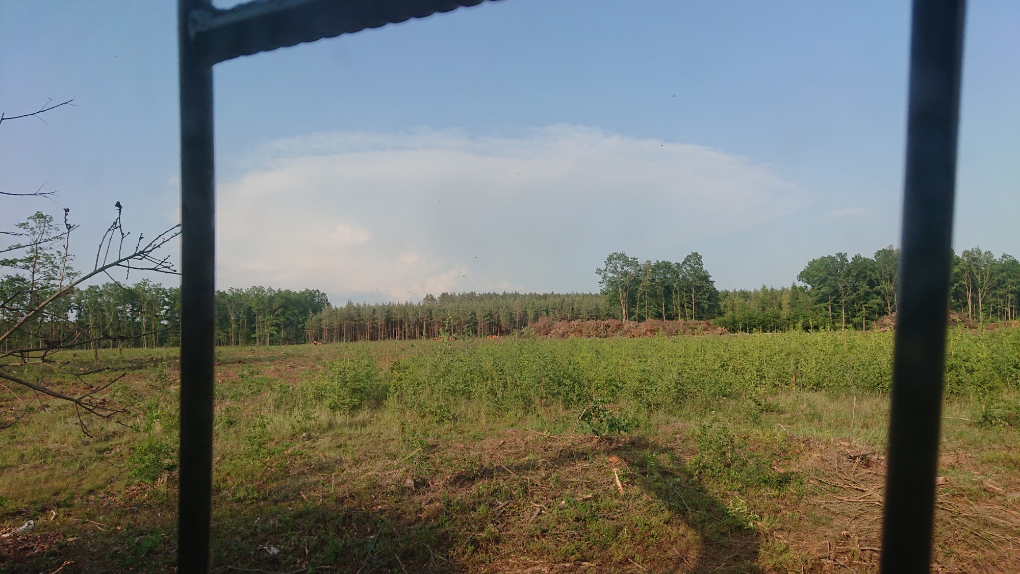 Widok z kabiny maszyny na teren po wycince drzew, z pozostawionymi gałęziami i młodymi drzewkami, w tle las iglasty i liściasty pod błękitnym niebem.