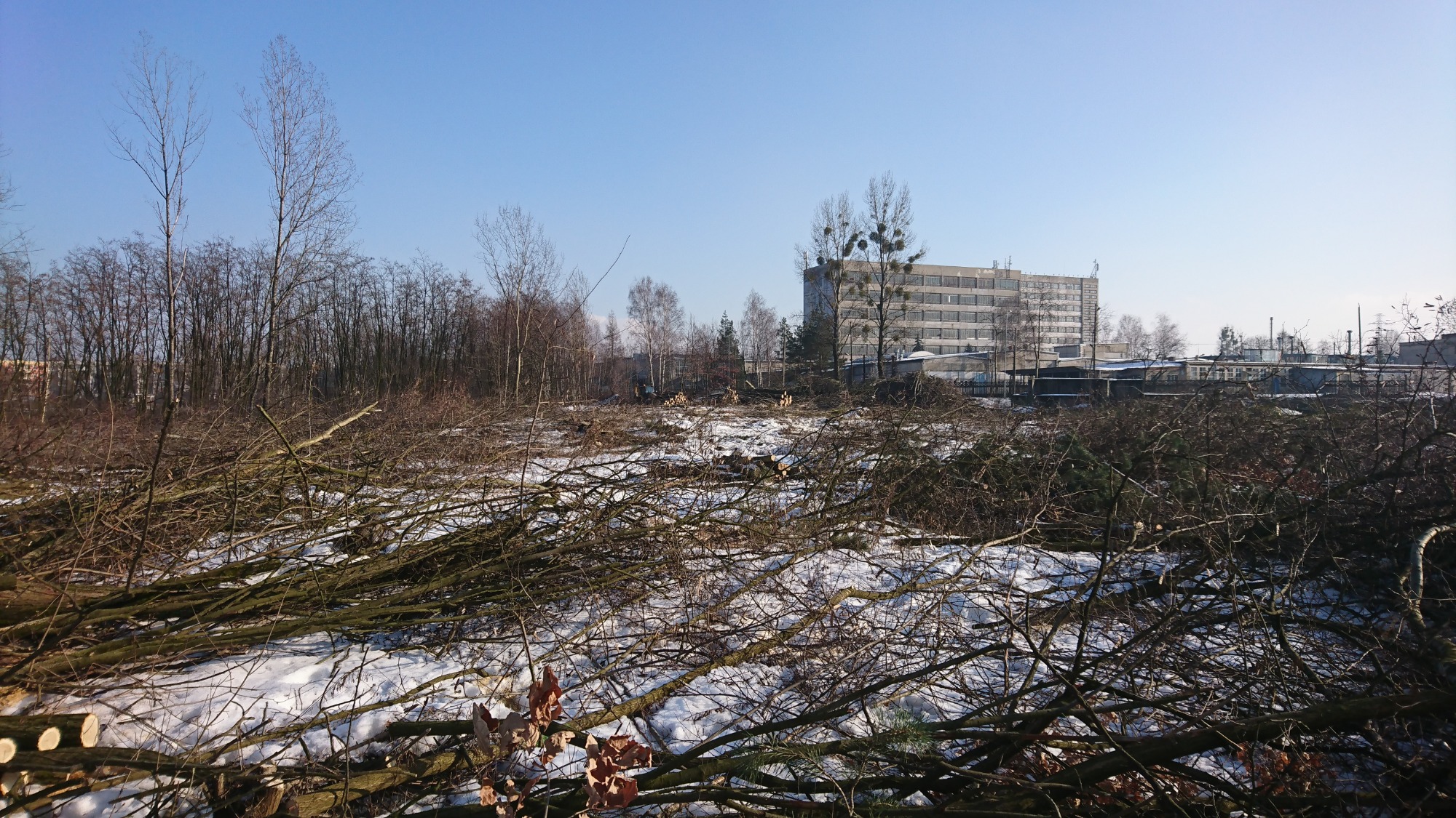 Świeżo wykarczowany teren z pniakami i gałęziami pokrytymi śniegiem w zimowym słońcu, w tle budynek przemysłowy.